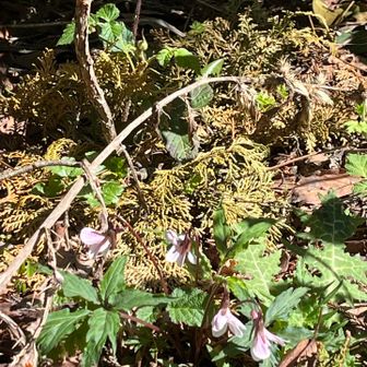 エイザンスミレは、葉が割れているそう