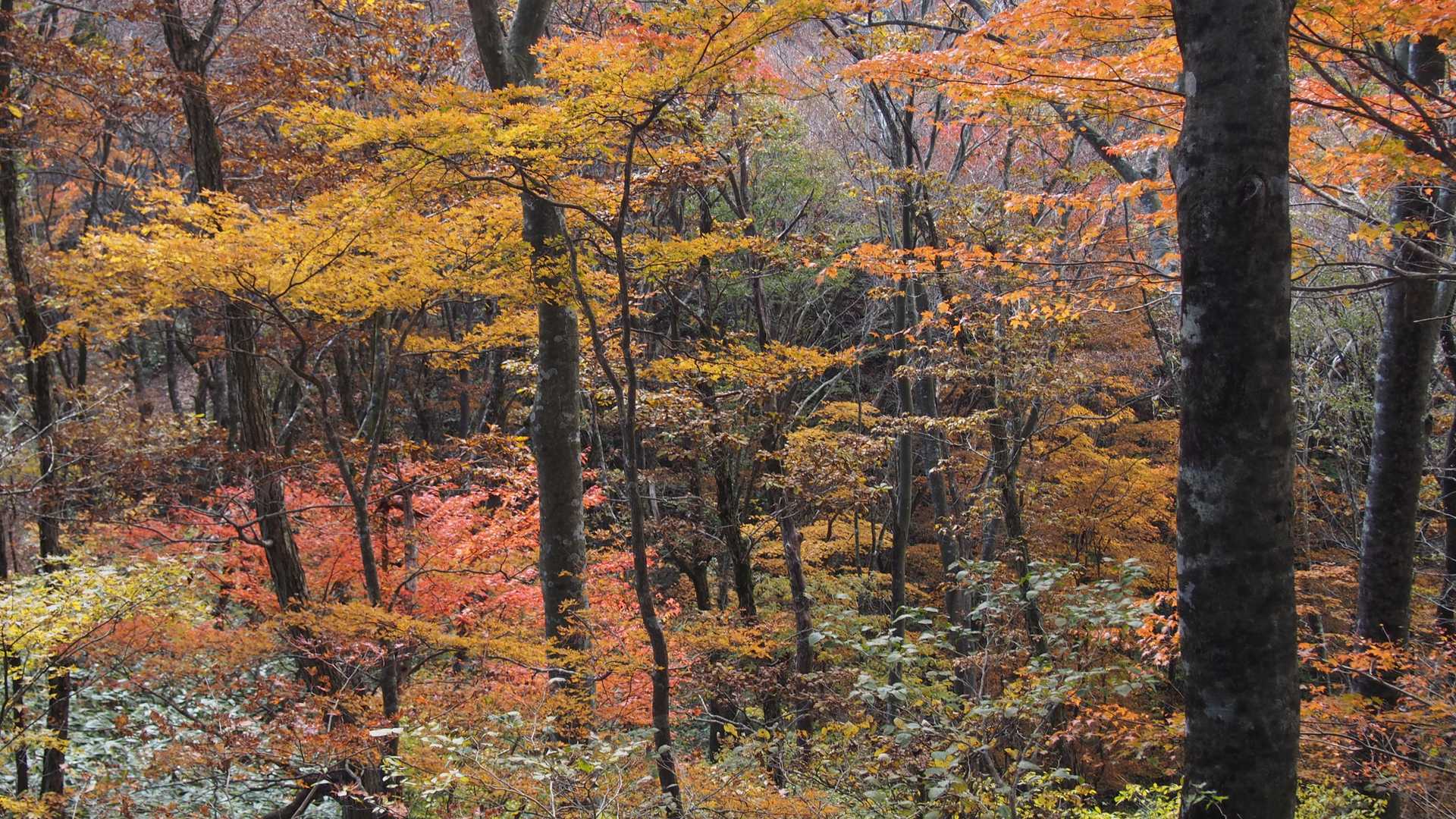 比婆山-池ノ段-立烏帽子山 周回コースの写真