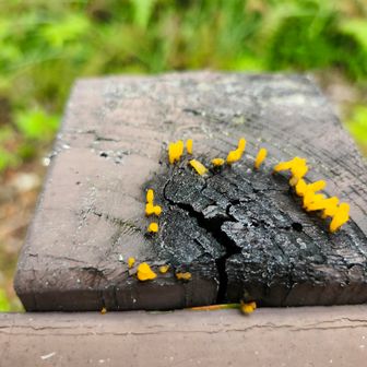 こんな所にも小さなキノコが🍄