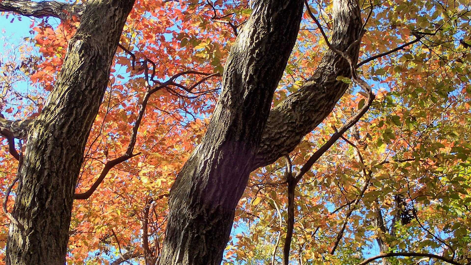 明神山 周回コースの写真