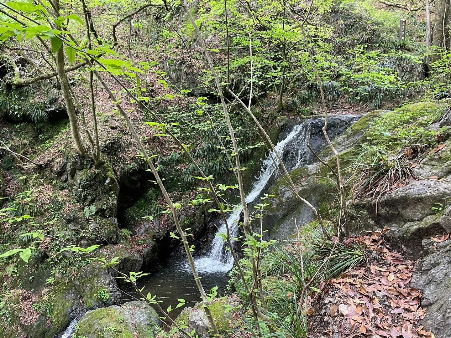 清東橋バス停-棒ノ嶺-権次入峠-白谷沢登山口-龍泉寺登山口 縦走コースの写真