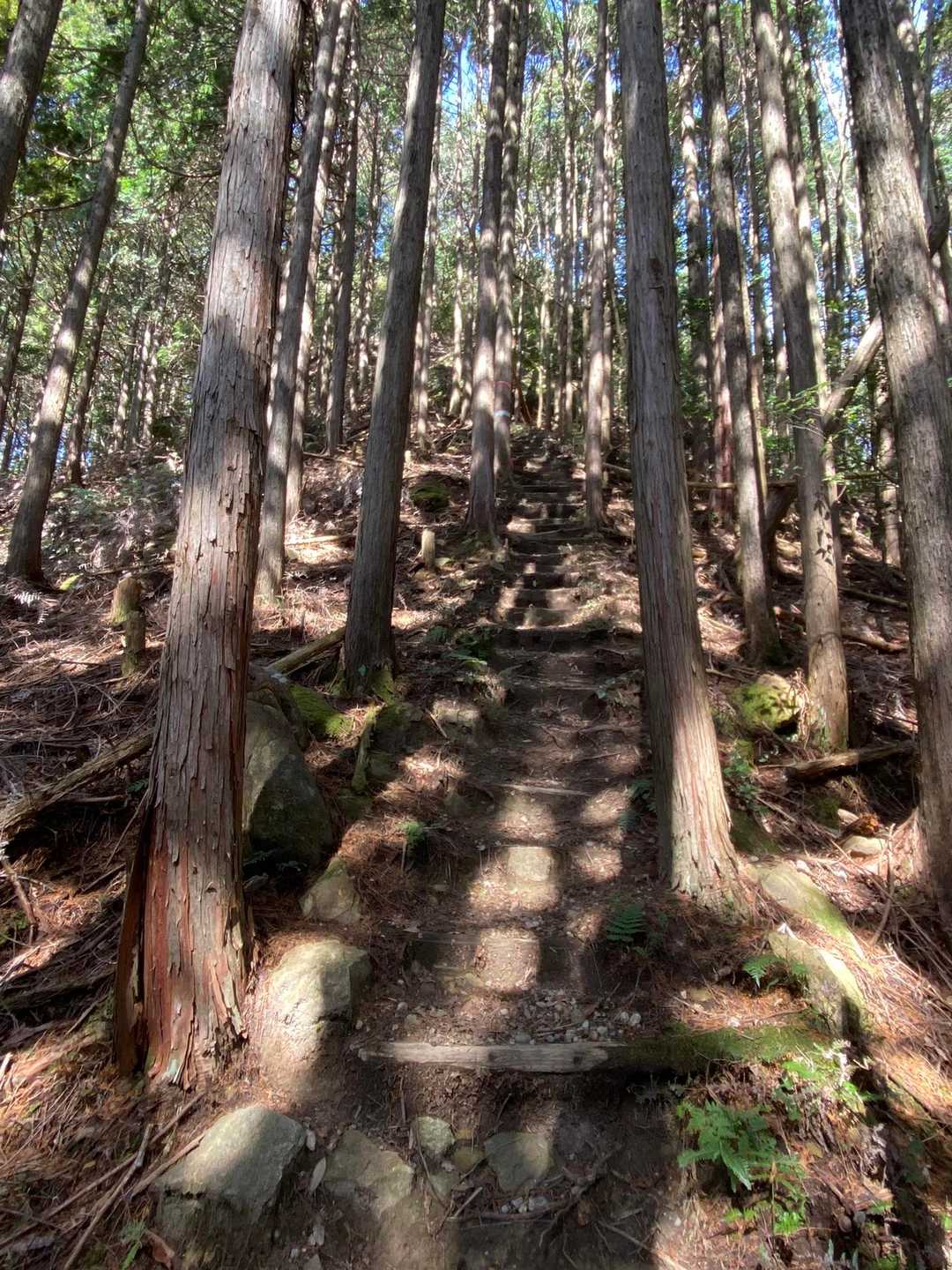 筆捨山⛰直下
出ました斜面にへばりつく階段😭
急な事より1段が高い事が短足にはキツイ😭