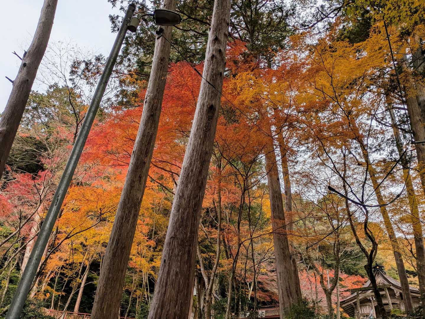 天王山-白山-誕生山 縦走コースの写真