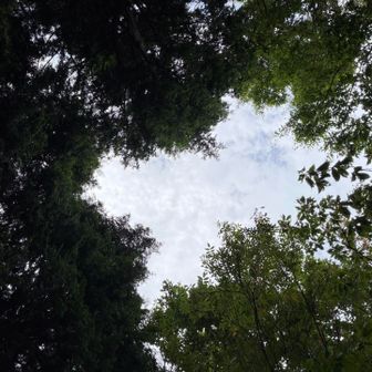 空を見上げる
今日もありがとうさん💚