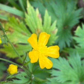 ミヤマキンポウゲか咲き残っている。