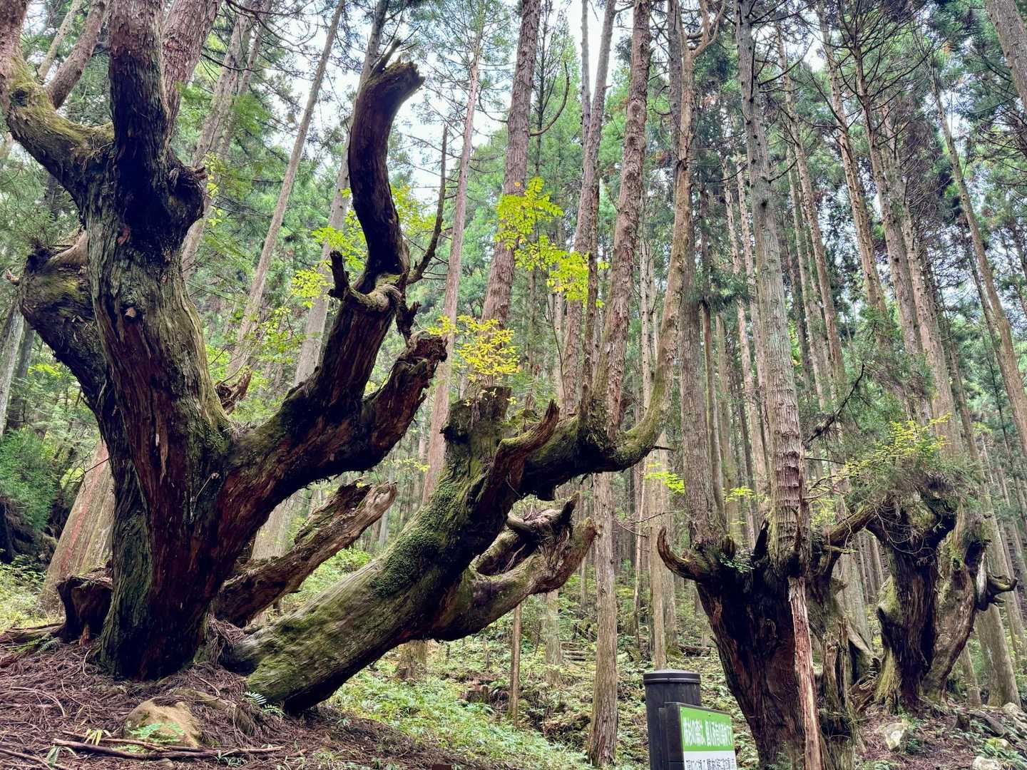 蕪山 往復コースの写真