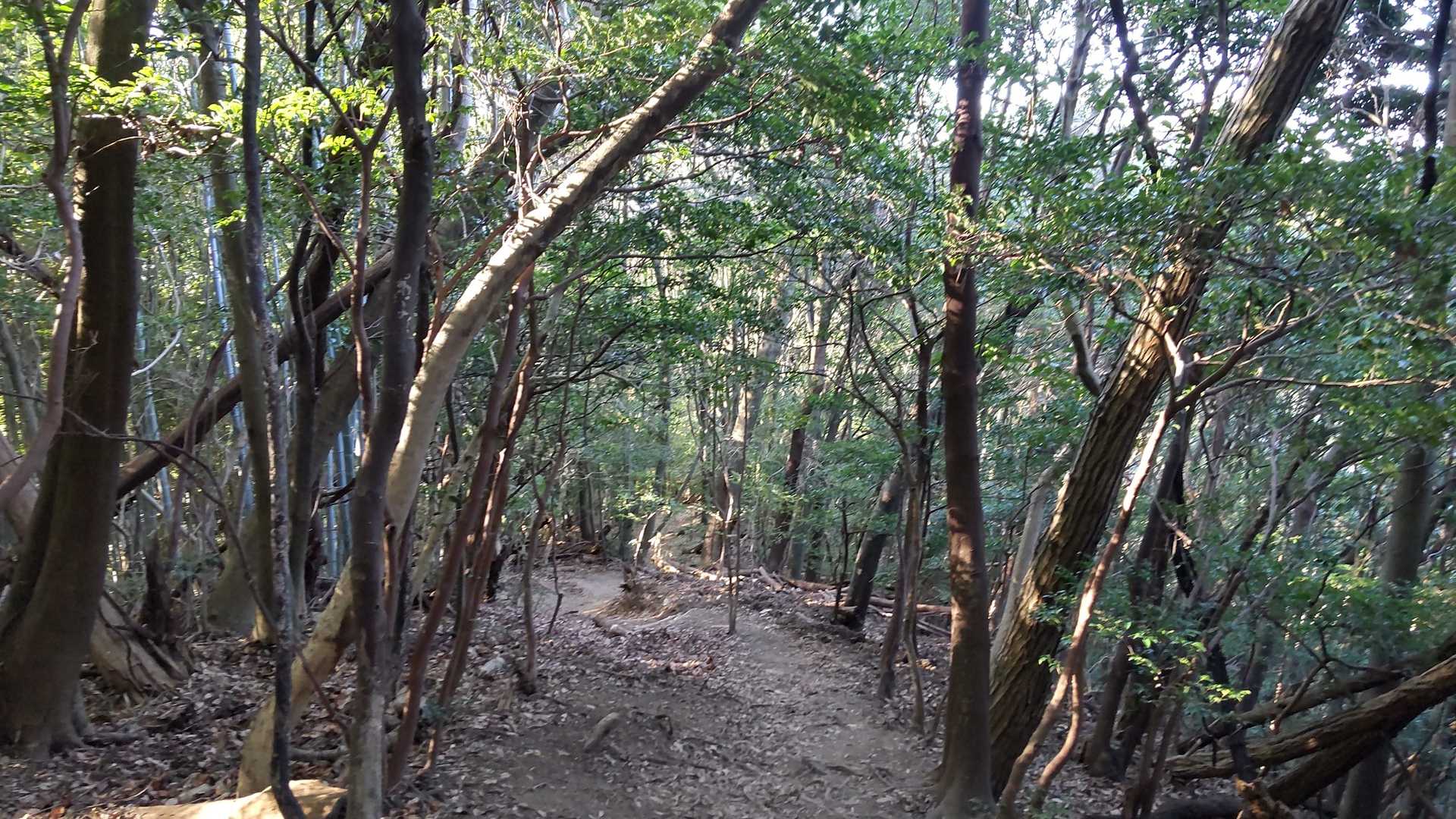 緑の光が続く道
うぐいすがずっと美声を聞かせてくれます。