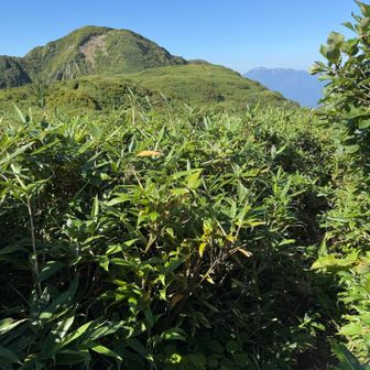 笹を漕いで山頂へ