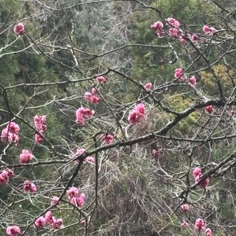 ケーブル跡道の桃？