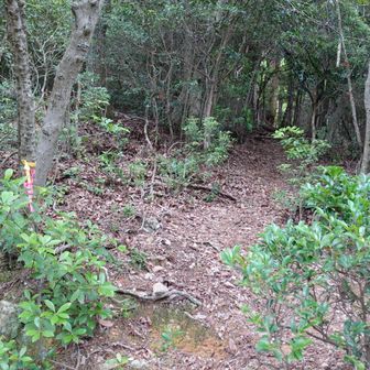 高雄山山頂に行く分岐点から道がゴロッと変わりました。踏み後の少ない山道。帰路は注意が必要。テープなしです。爺も持参していなかった。