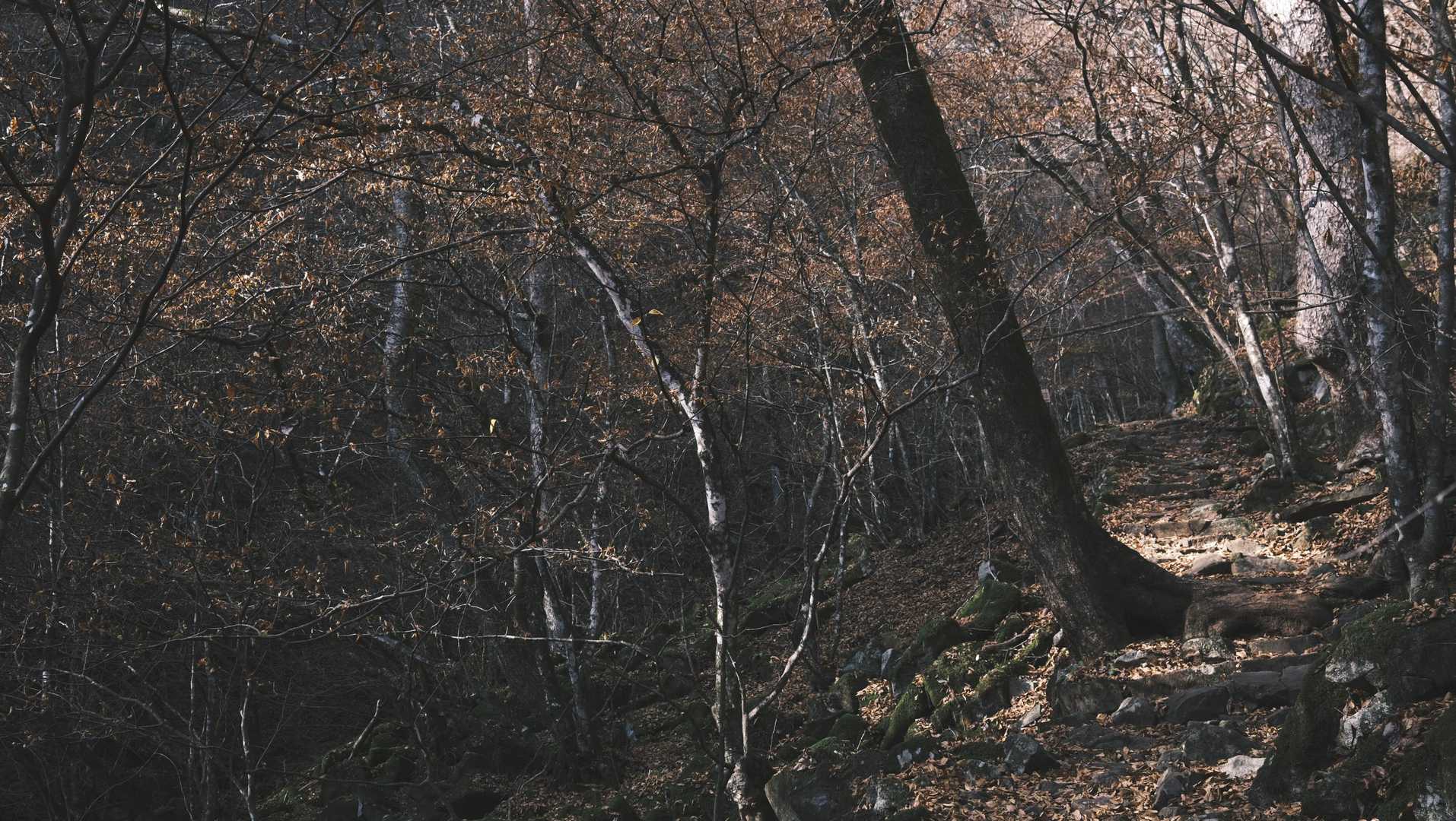 森林館-大滝休憩小屋-ムシカリ峠-三頭山-三頭山-三頭山- 周回コースの写真