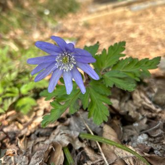 キクザキイチゲ