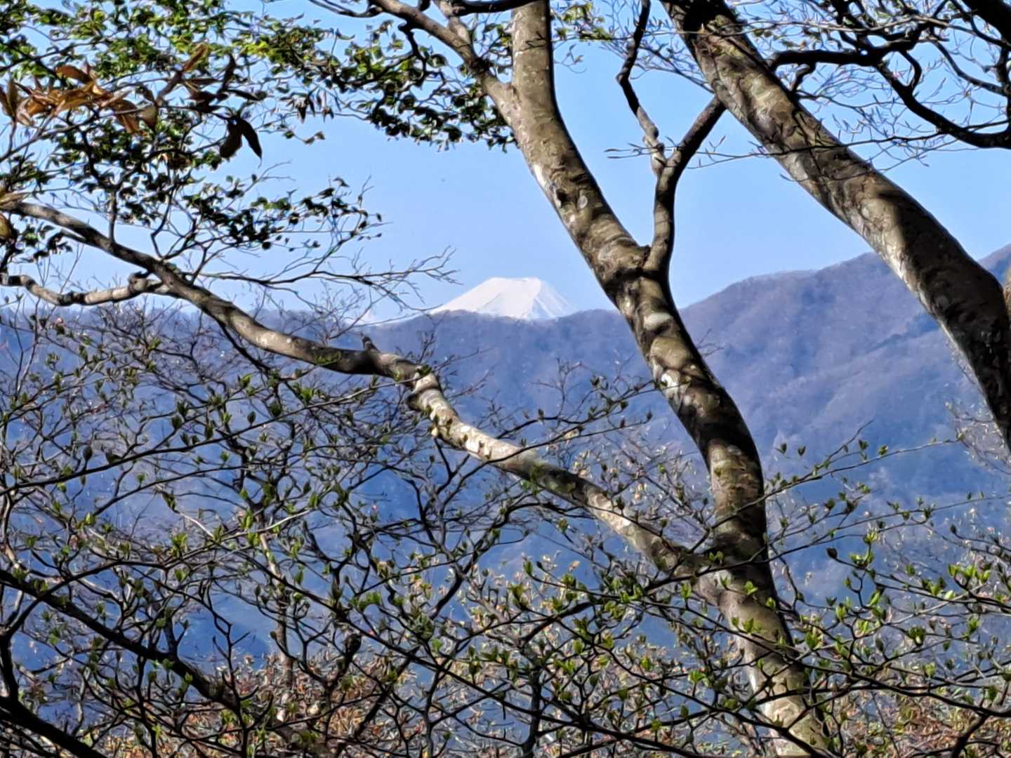 木の間から富士山