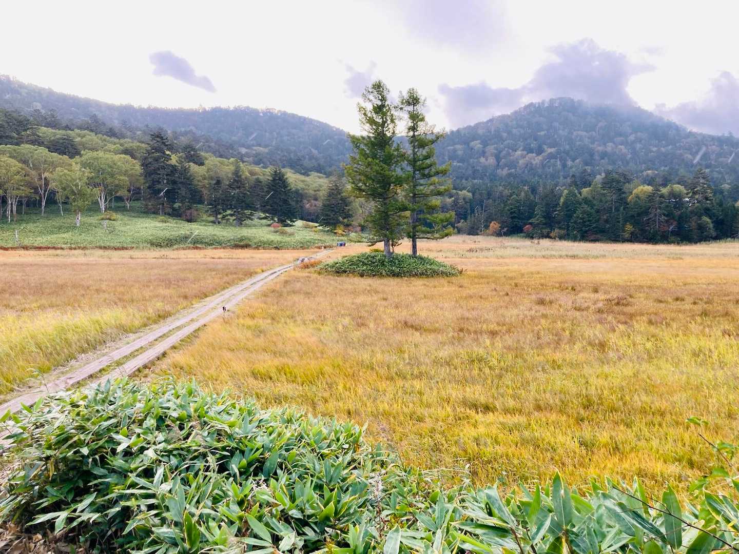 尾瀬らしい風景。