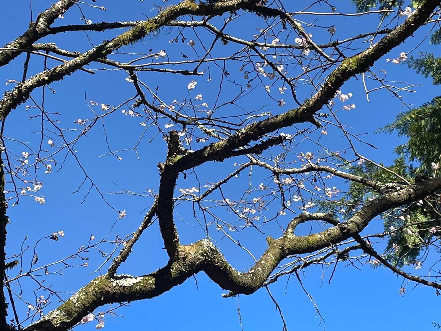 桜咲いてる〜🌸
冬桜かな？