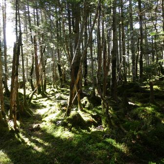 歩けそうな道が複数あって明るいのに迷いそうになる