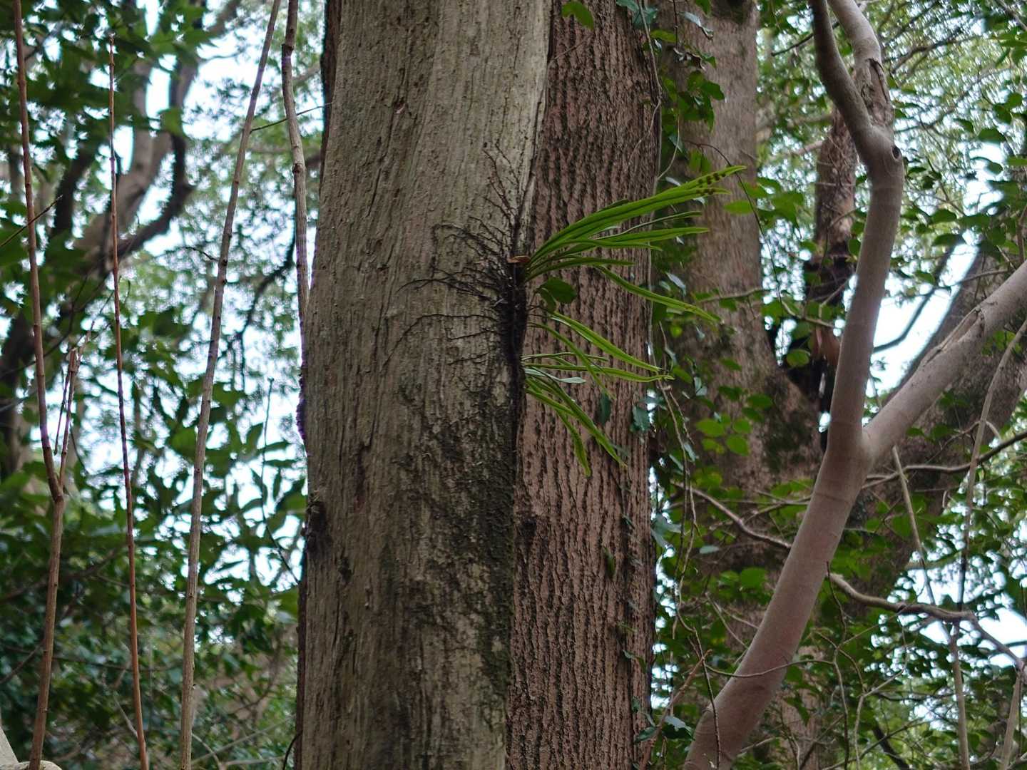 😲羽の生えたゲジゲジがいますよ😙