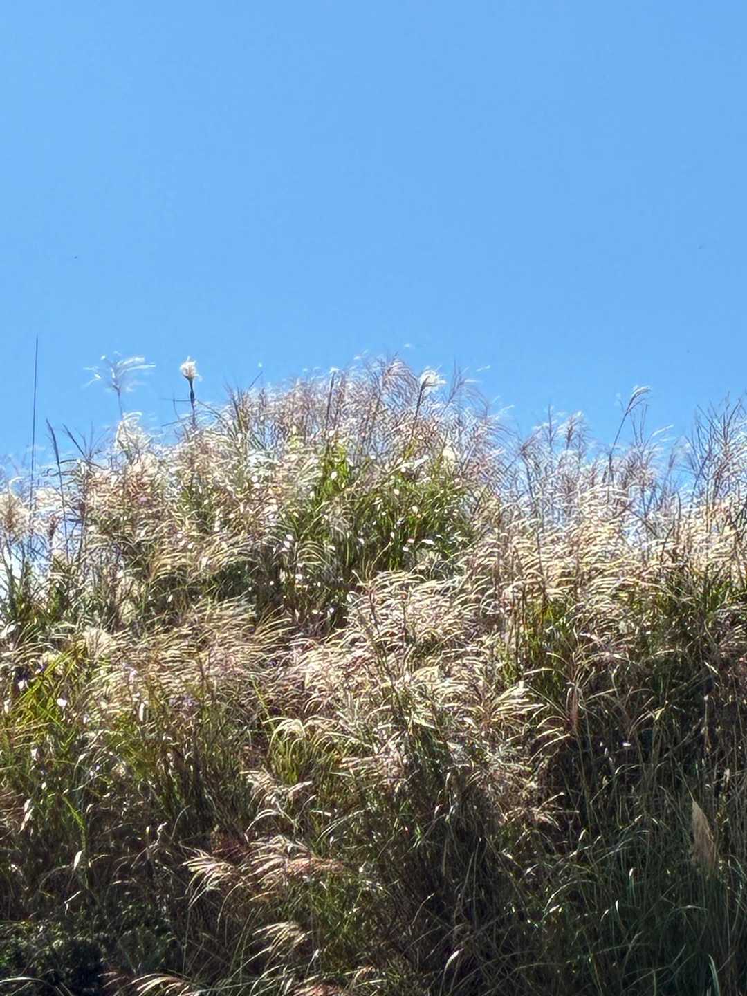 青空にススキが美しい。