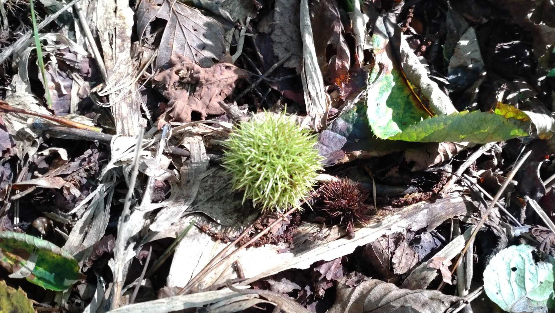 小さな秋見つけた🌰