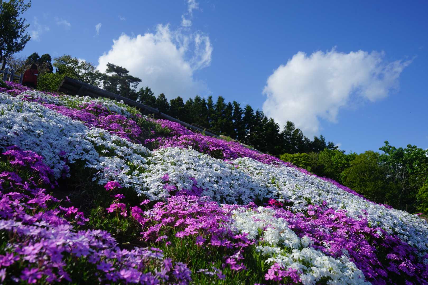 薬師山（北海道上磯郡木古内町）の写真