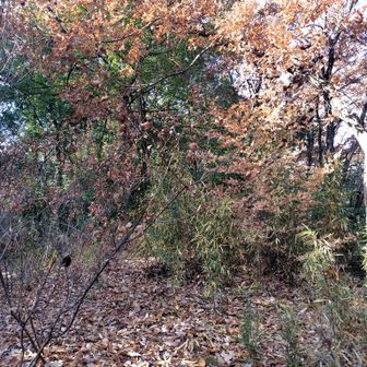 山頂は藪藪です