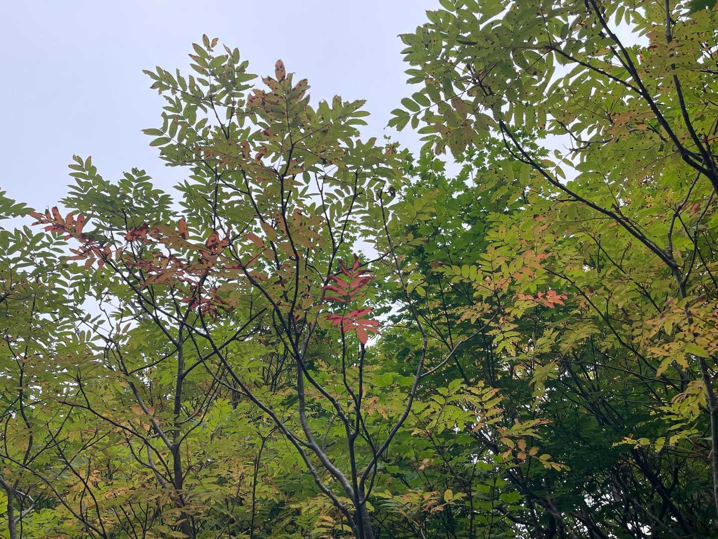 🍂を見つけながら散策も楽しいですね😃
🍁が始まったばかりです♪