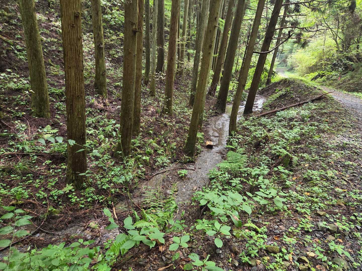 那珂川水系の仲河戸川上流