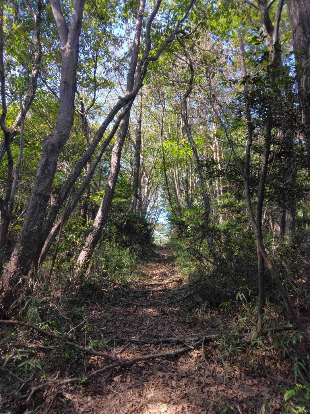 熊ヶ峰-葛城山-彦山 周回コースの写真