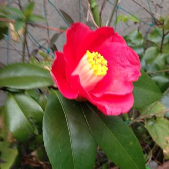 こゆやん(๑˃̵ᴗ˂̵)