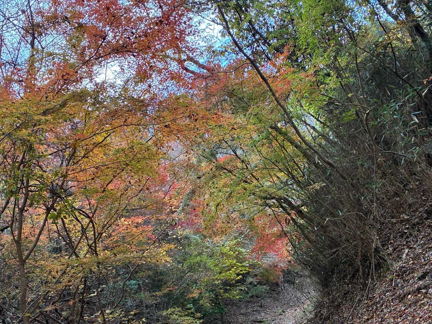 紅葉のトンネルー🍁