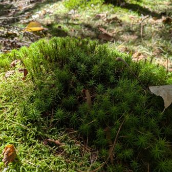 蓄えられた水滴が陽に輝く。