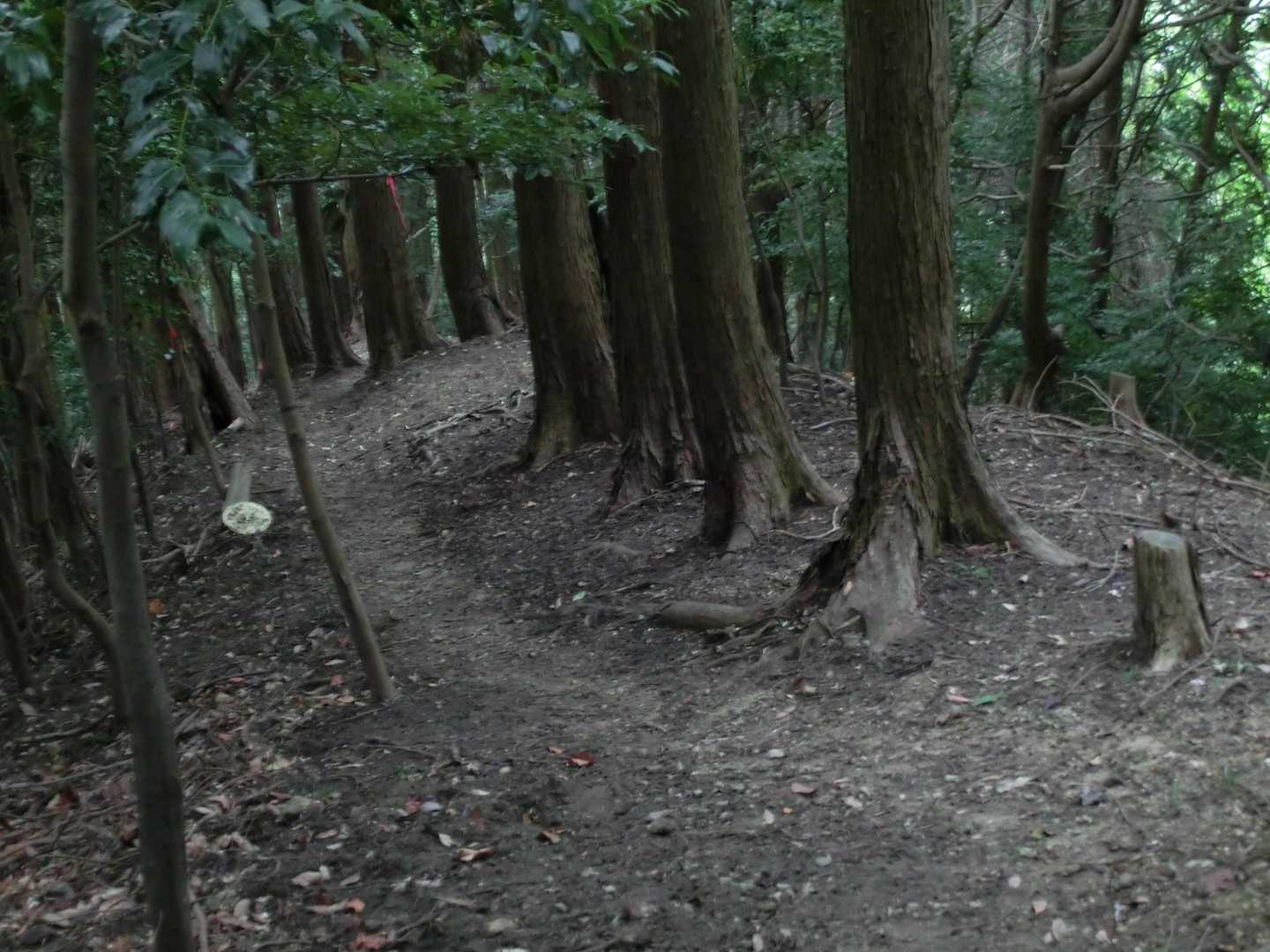 北に付けられた踏み跡を下って行き、林道に降り立つと