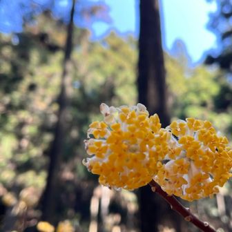 黄色いのを探して写真撮ってるから綺麗そうに見えますが、花が終わって白くなってるものがほとんど😅