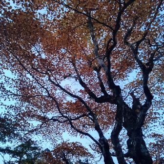 寒くてじっとしていられず大峯山寺を目指す