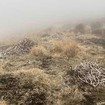 枯れた木が積み上げてあった。何かの骨みたい🤔