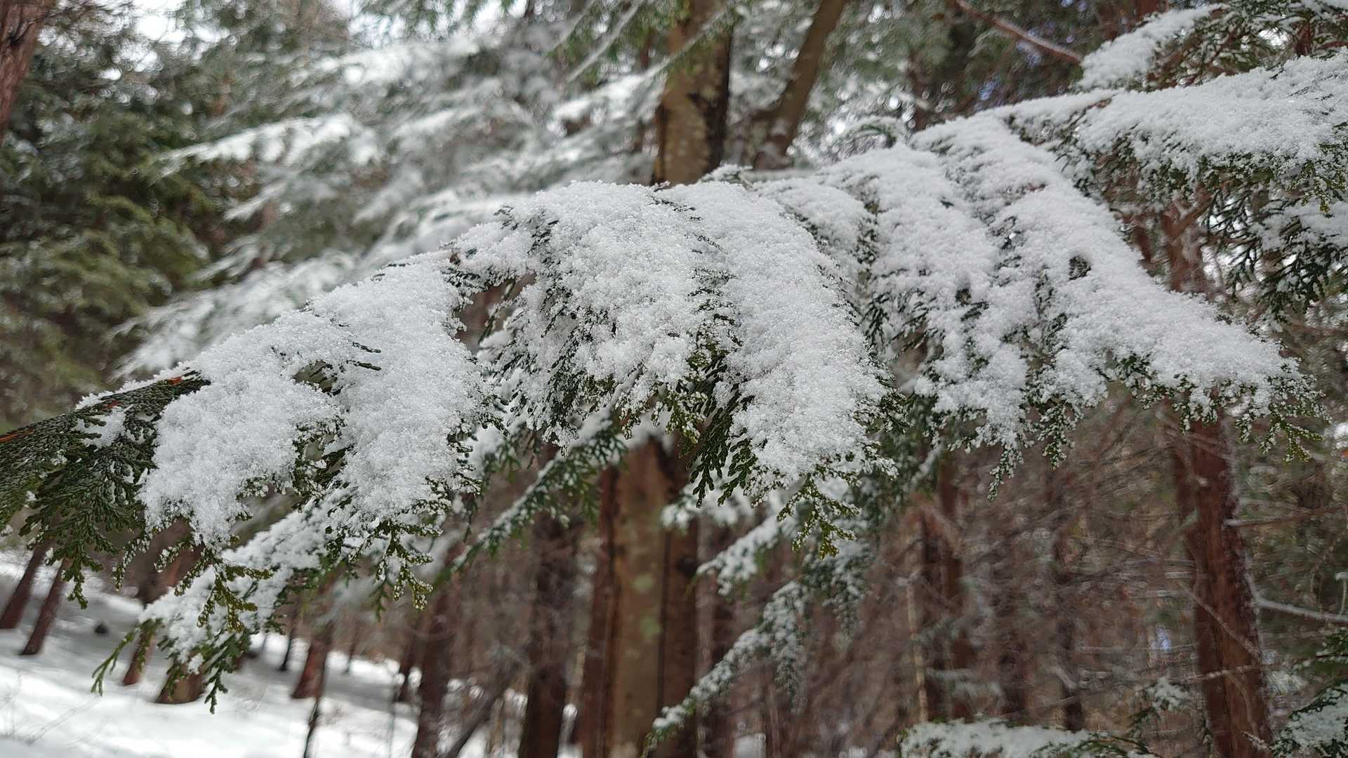 降ったばかりだね
