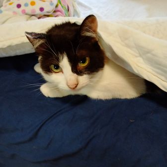 gushjp(ガッシュ)