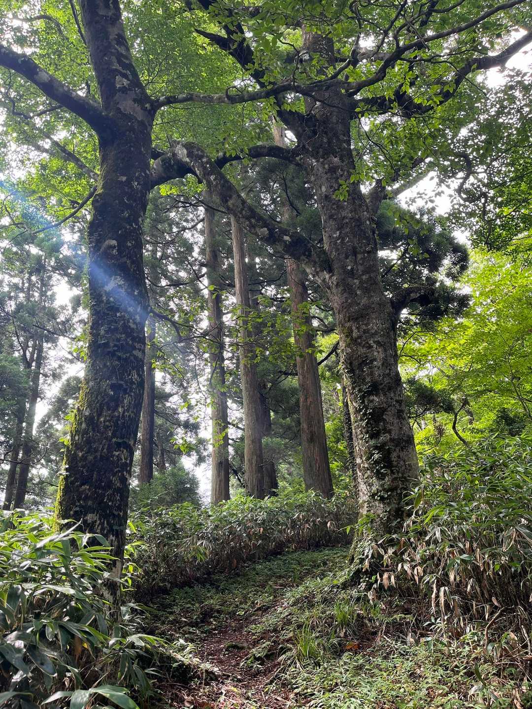 ブナ、ミズナラ