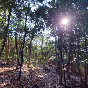 稜線を東に進む。
森を歩くのは気持ちいい。