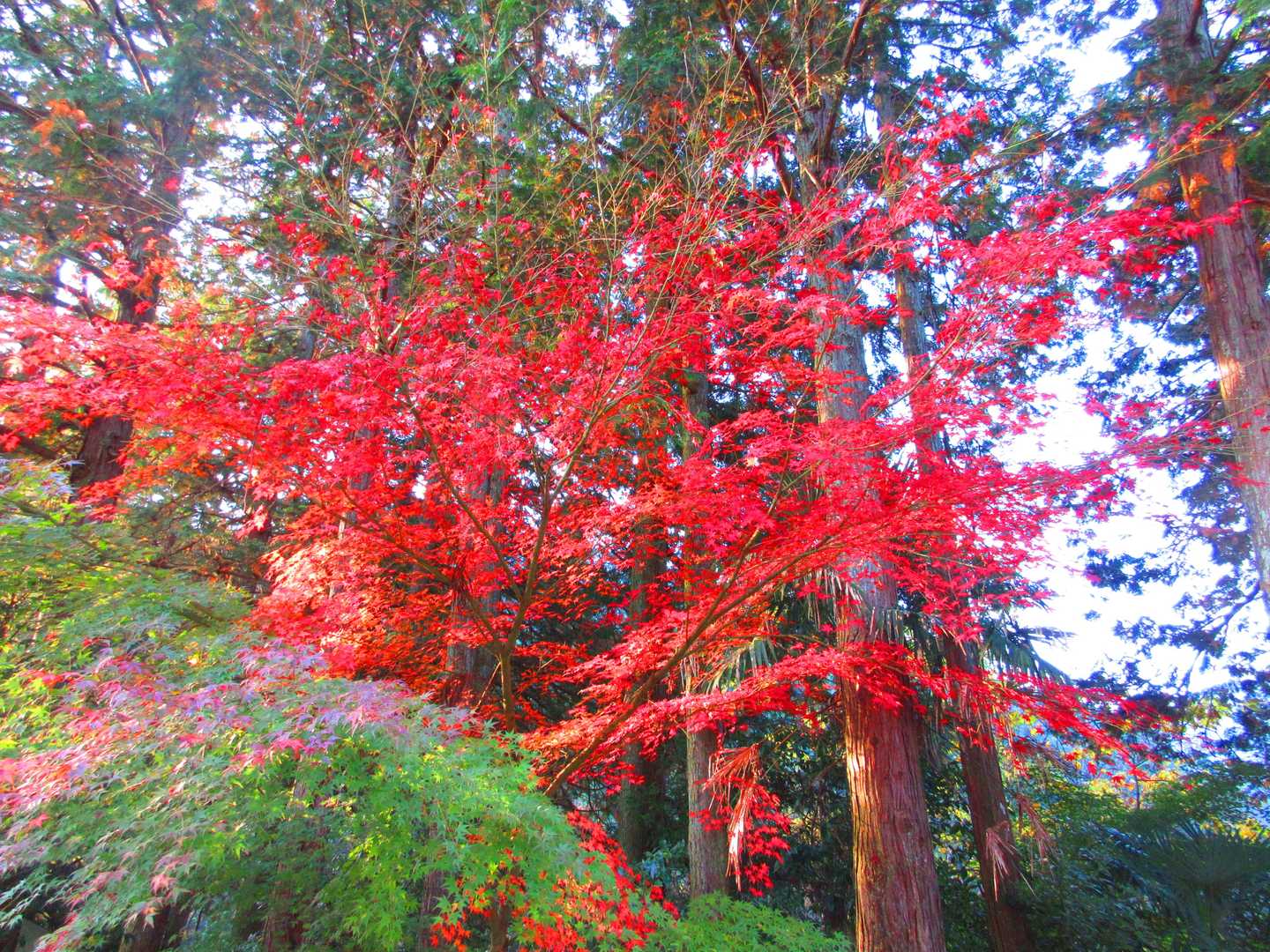 戸寺バス停-江文神社-金毘羅山-翠黛山-焼杉山-大原バス停 縦走コースの写真