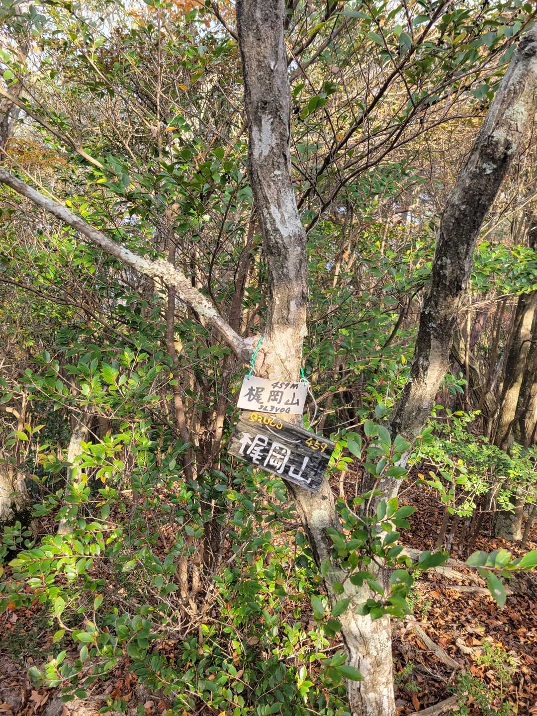 梶岡山山頂