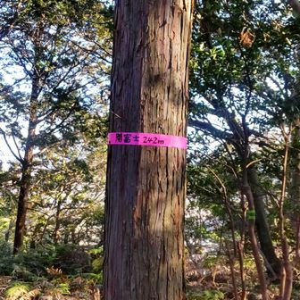 関富士。ここも標識なし、テープのみ。