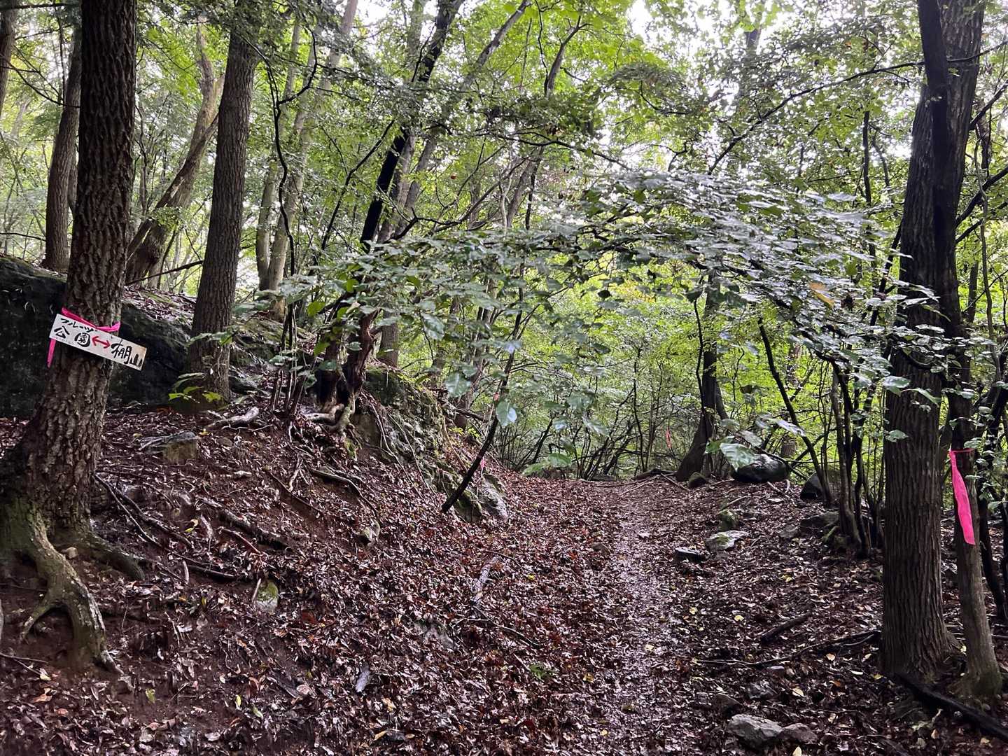 綺麗な登山道です！
昨日の雨で、少しぬかるんでますが💦
