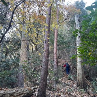 ここからもまだまだ急登続きます