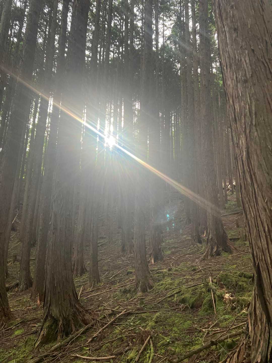 今朝は雲が多いので　朝の木漏れ日貴重✨