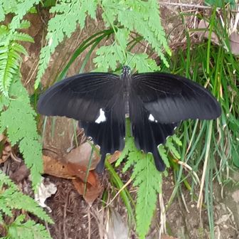 モンキアゲハ🦋3頭目　黒に白紋付だから最近までモンツキチョウ🦋って言ってた🤭