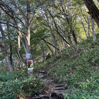 稜線まではしばらくこんな道
駒ヶ岳1などの数字が振り分けられていて、遭難時にその番号で通報できる。