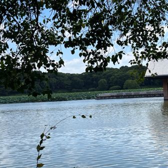 　大泉池でハス🪷の花の時期にまた来たい。