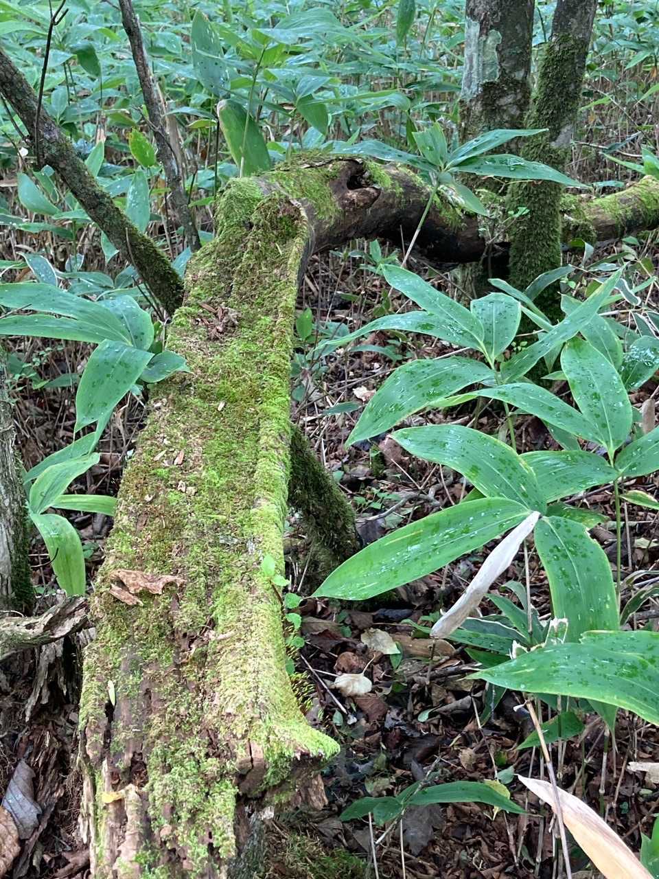 苔コケの倒木も…