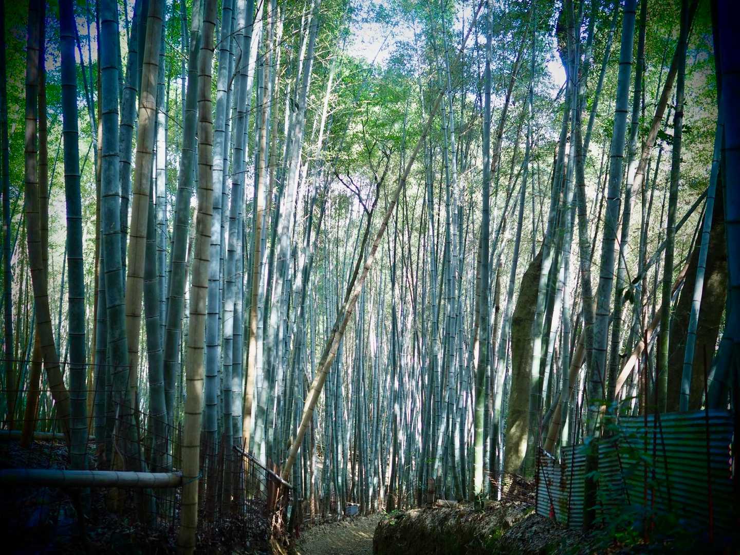 竹林